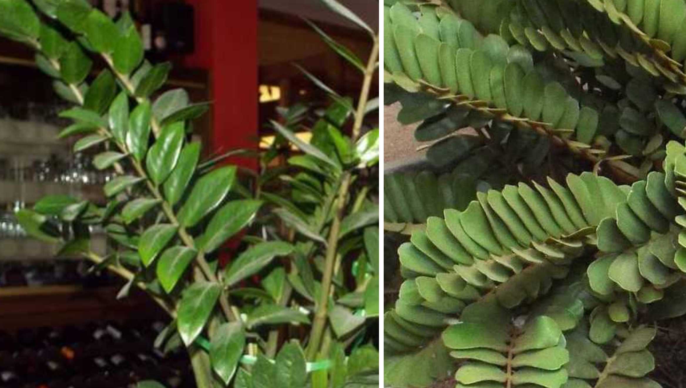 Da La Gomera (Canarie):  Zamia furfuracea (Zamiaceae)