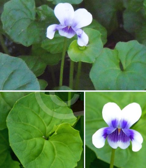 Fiore dall''Australia (WA):  Viola banksii