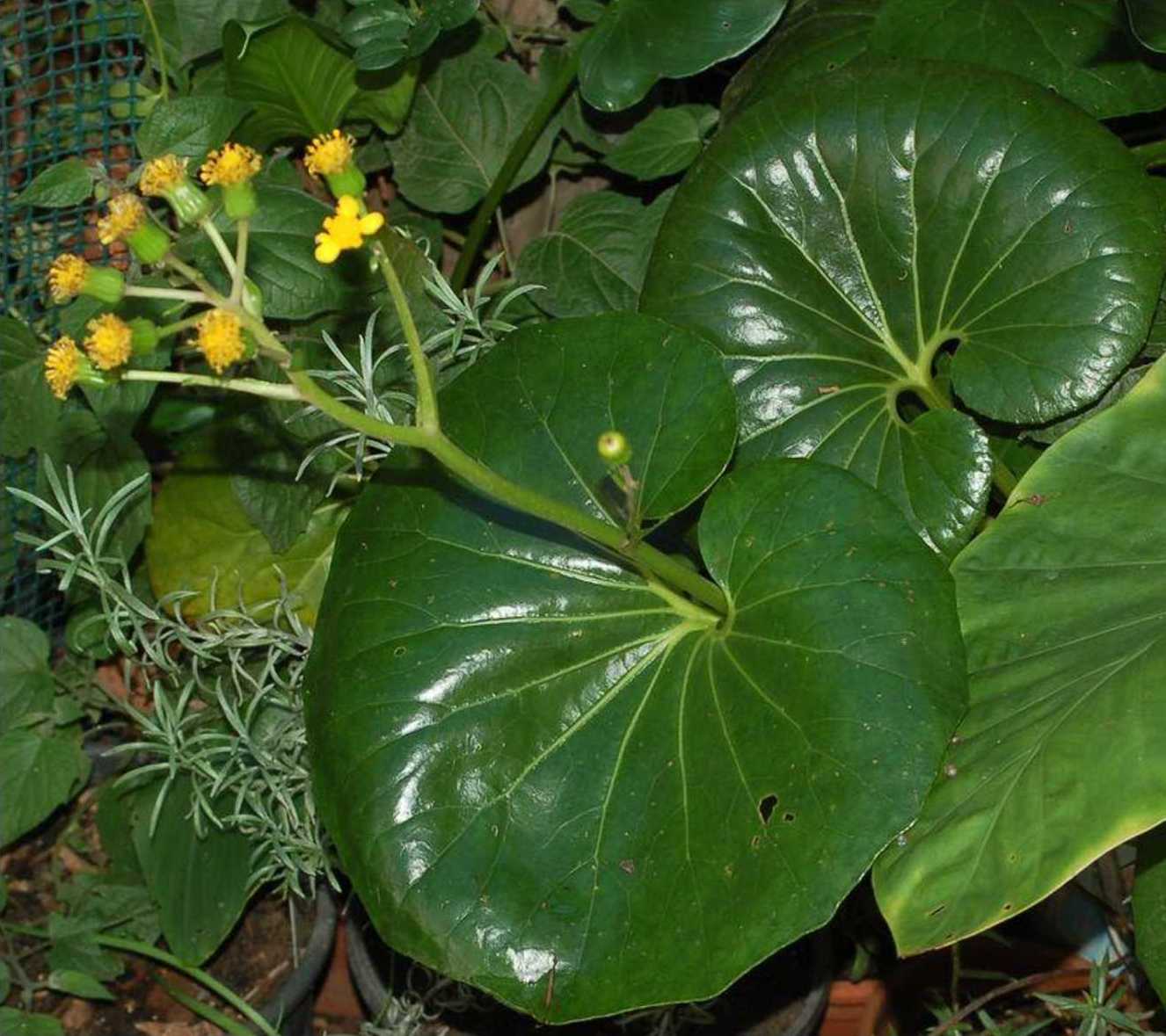 Farfugium japonicum (=Ligularia tussilaginea) - Asteraceae