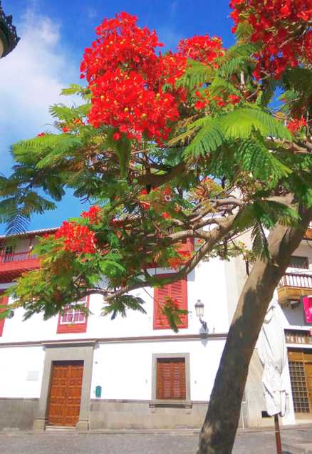 Albero da Tenerife (Canarie): Delonix regia (Fabaceae)