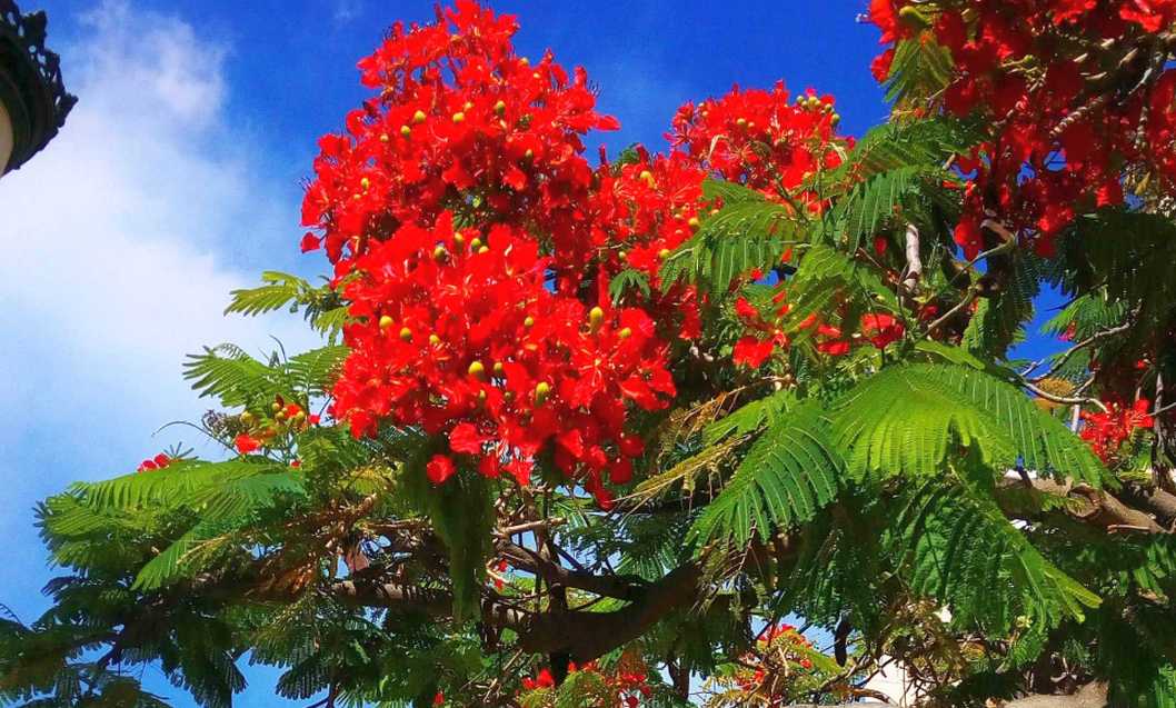 Albero da Tenerife (Canarie): Delonix regia (Fabaceae)
