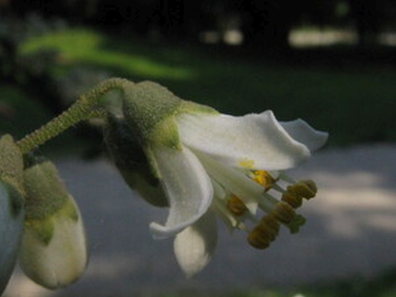 Deutzia...? Deutzia crenata