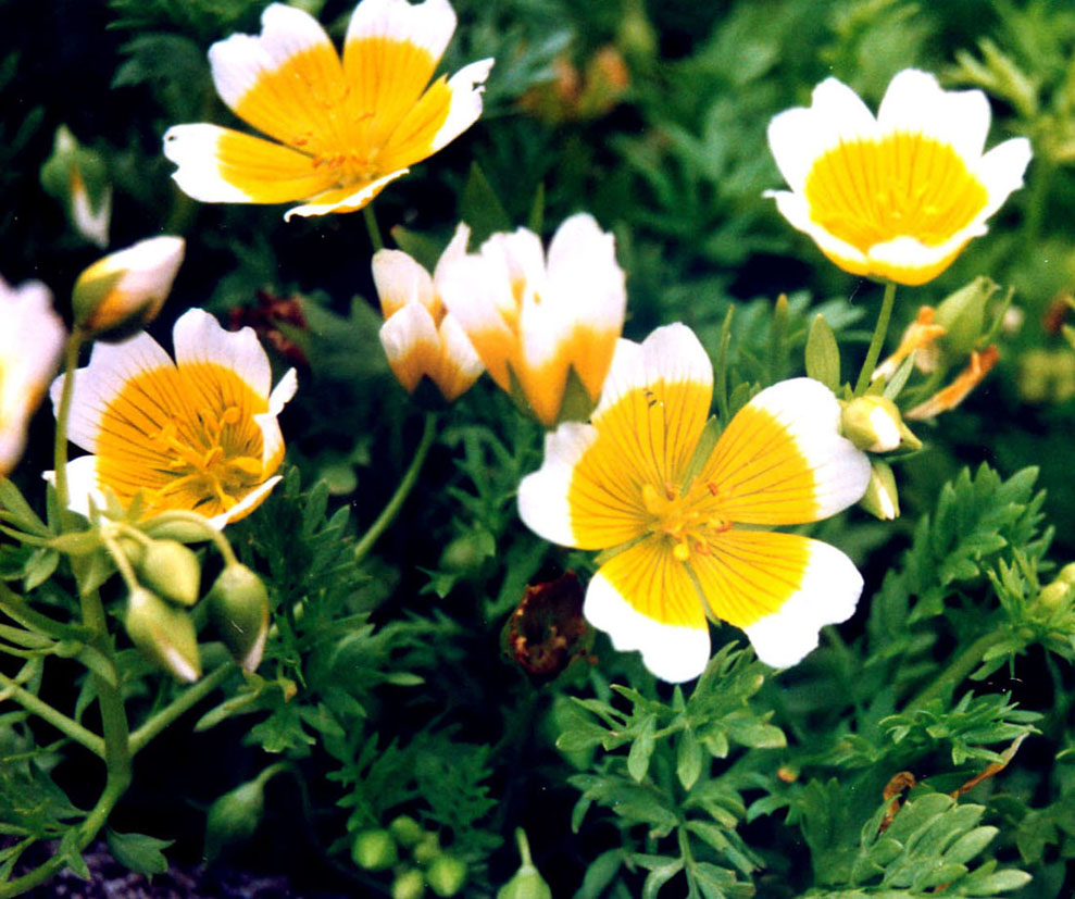 Dalle Shetland:  Limnanthes douglasii (Limanthaceae)
