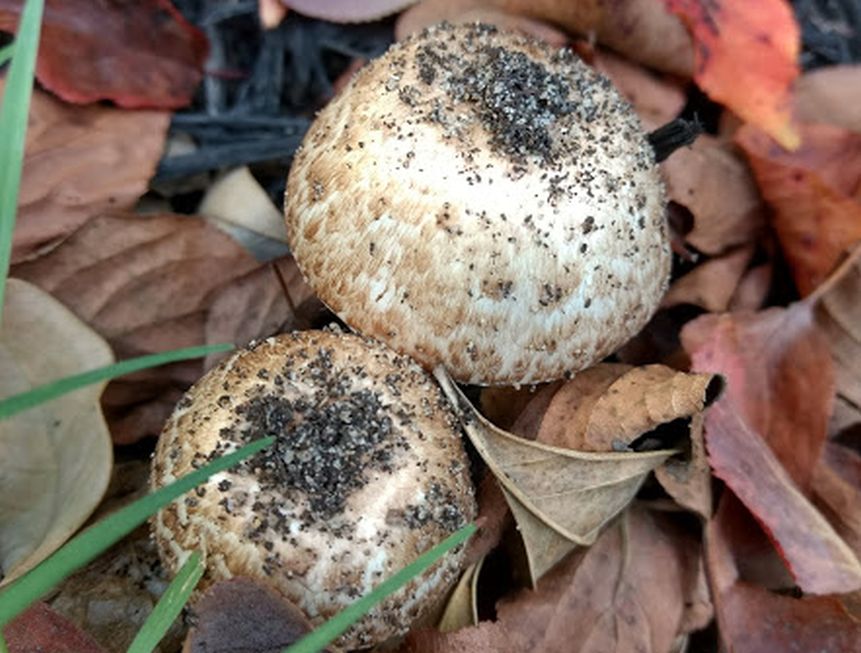 Fungo australiano: Agaricus cfr. augustus