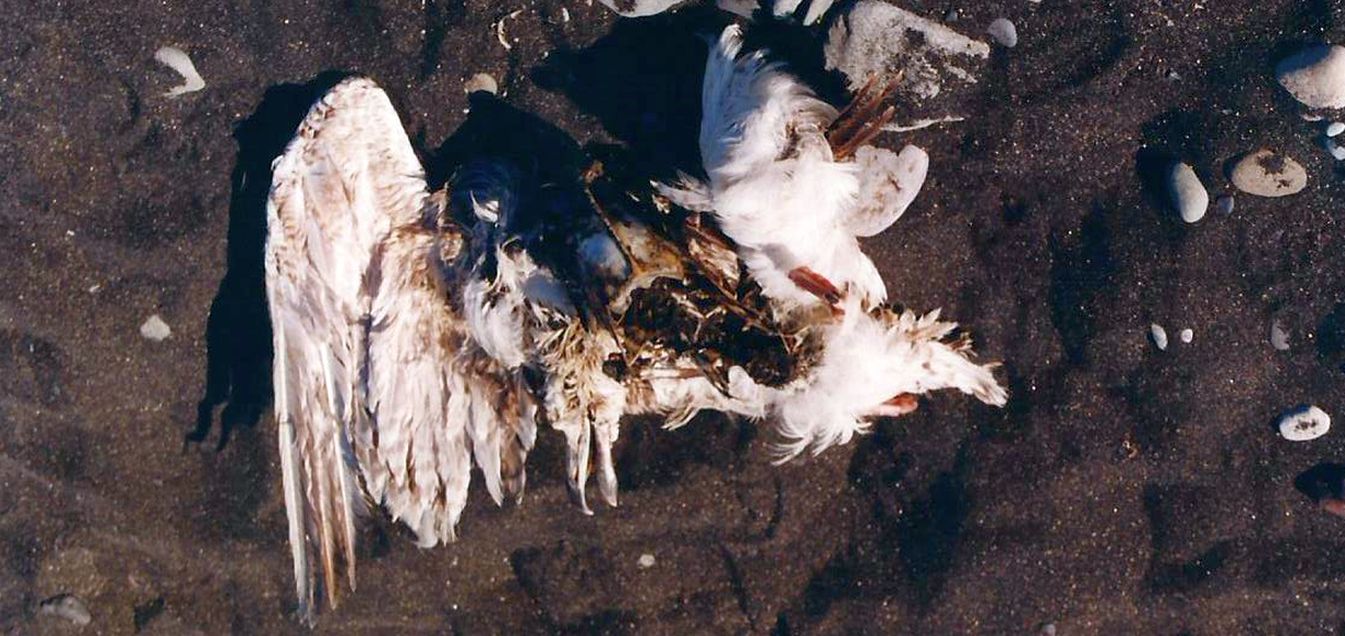 Uccelli marini islandesi....morti