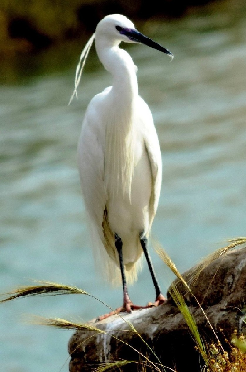 Uccelli dall''Iran