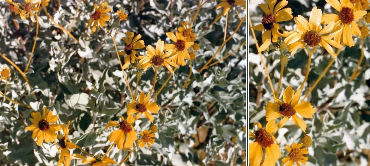 Dall''Arizona: Encelia farinosa (Asteraceae)