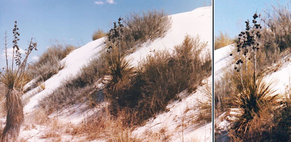 Dal New Mexico: Yucca elata (Asparagaceae)