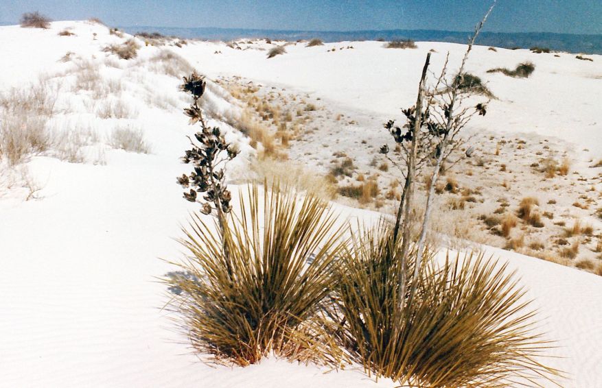 Dal New Mexico: Yucca elata (Asparagaceae)