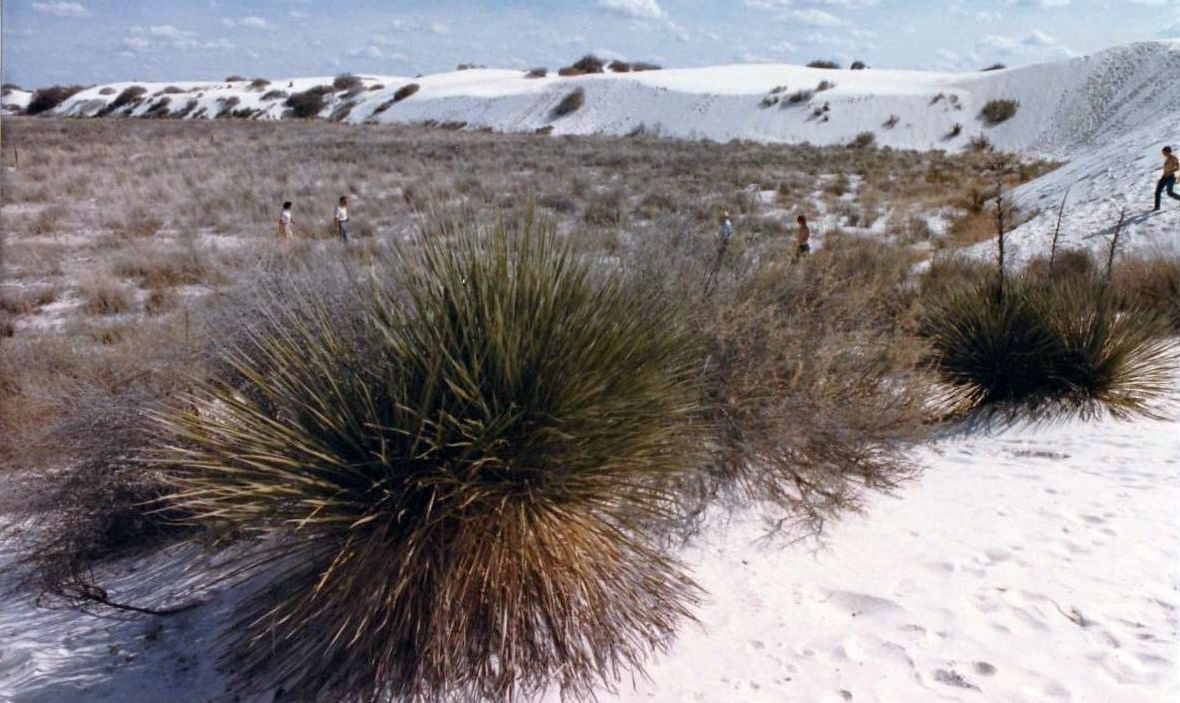 Dal New Mexico: Yucca elata (Asparagaceae)