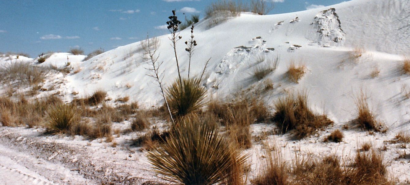 Dal New Mexico: Yucca elata (Asparagaceae)