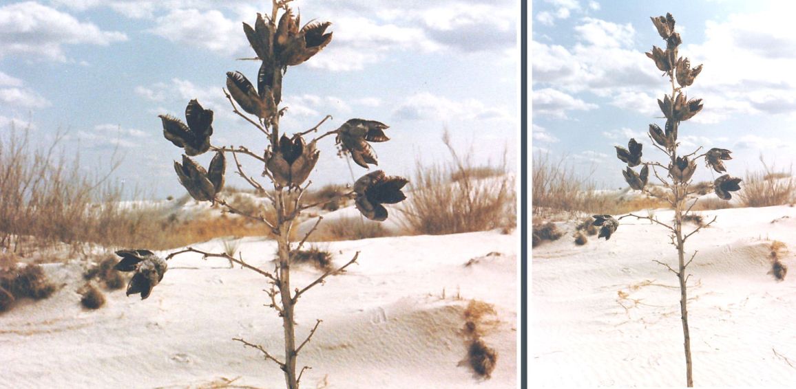 Dal New Mexico: Yucca elata (Asparagaceae)