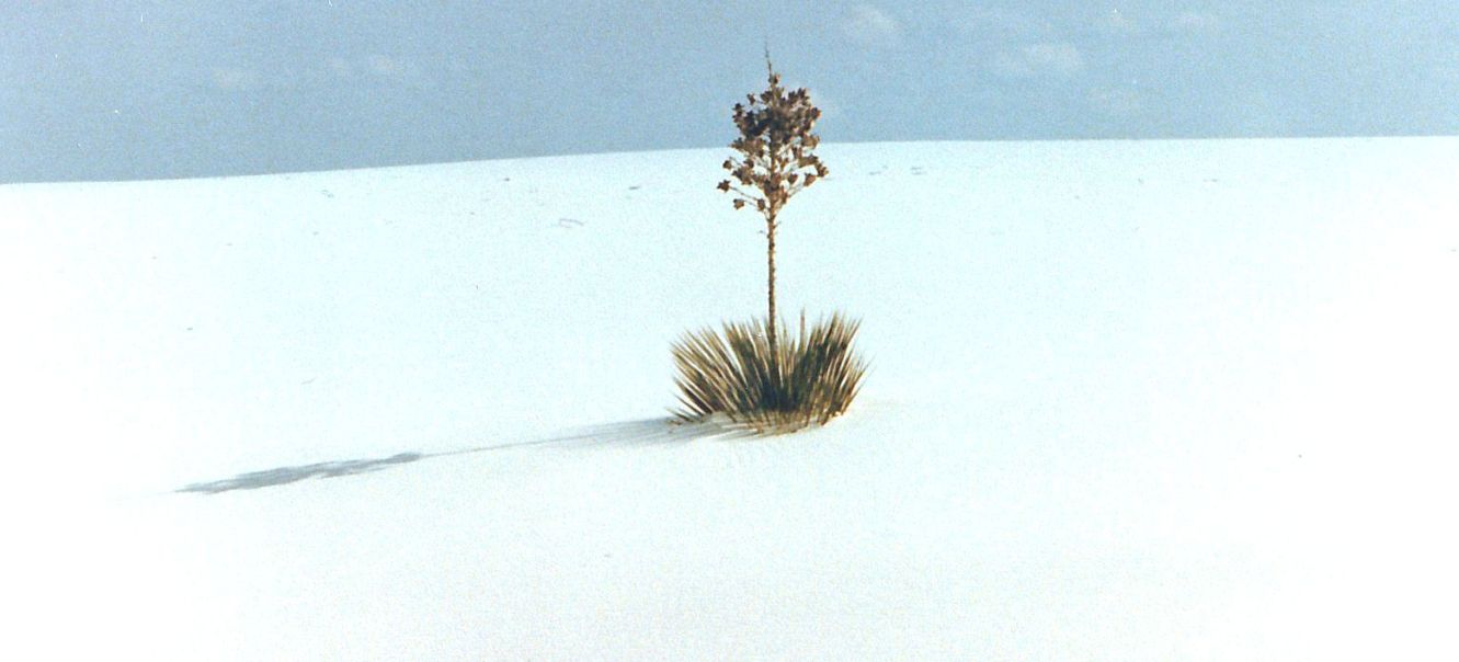 Dal New Mexico: Yucca elata (Asparagaceae)