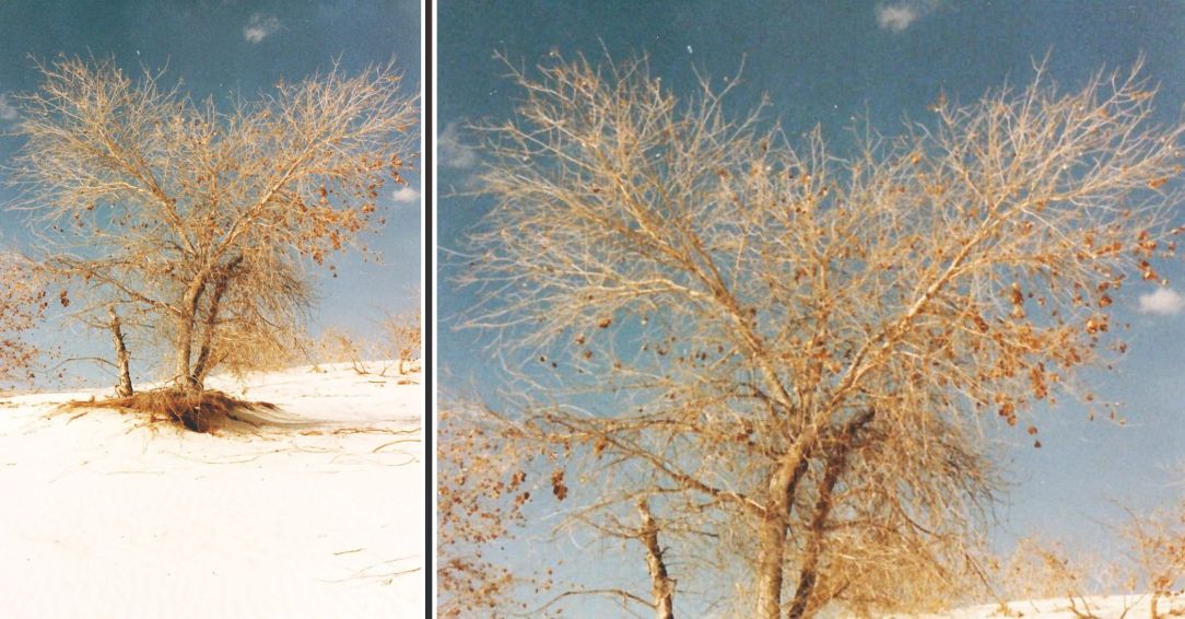 Dal New Mexico:  Populus deltoides (Salicaceae)