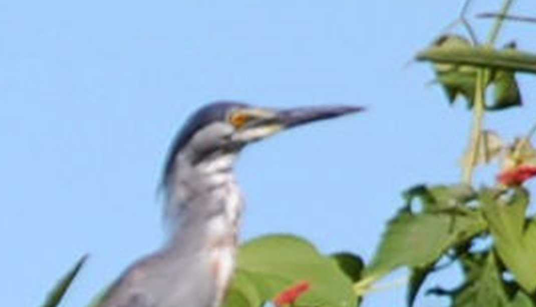 Brasile - nel Pantanal : Airone striato (Butorides striata)