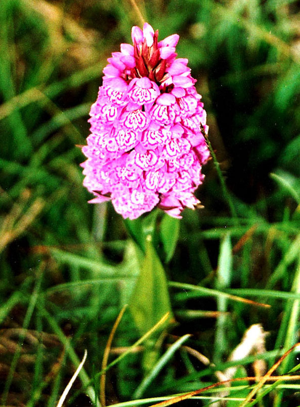 Un''orchidea alle Shetland: Dactyloriza maculata