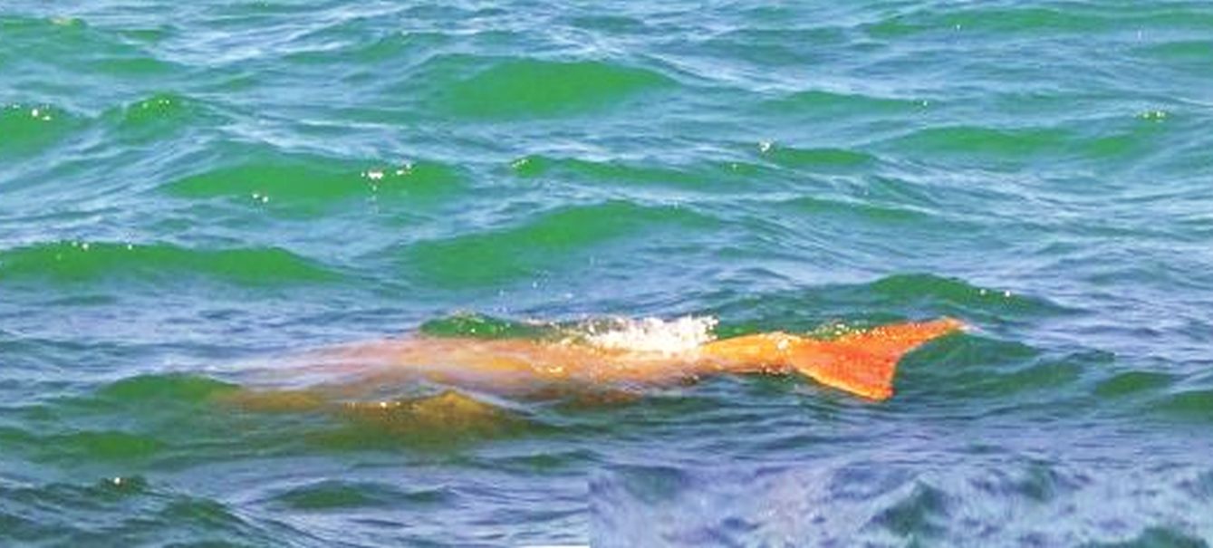 Australia: incontro ravvicinato con un dugongo