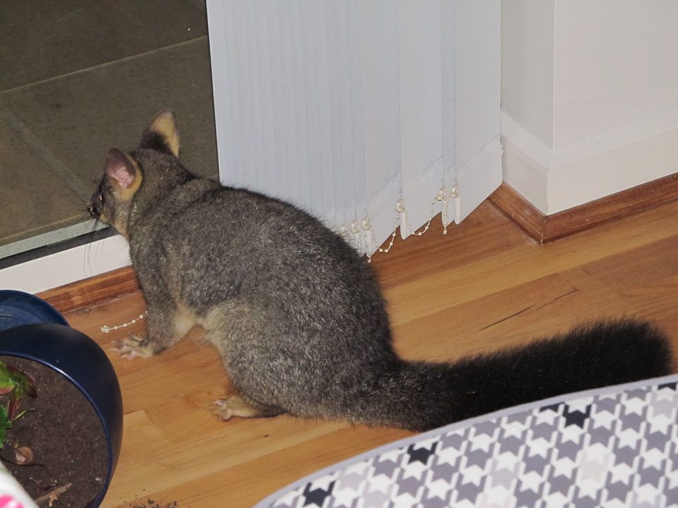 Marsupiale da identificare