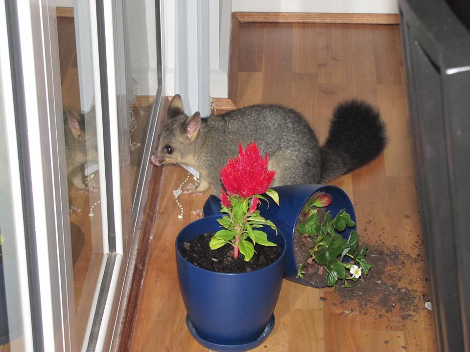 Marsupiale da identificare