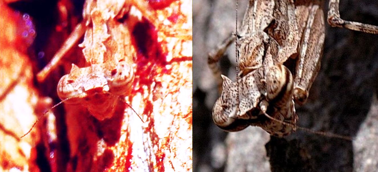 Mantide australiana: Gyromantis kraussii (Amorphoscelididae)