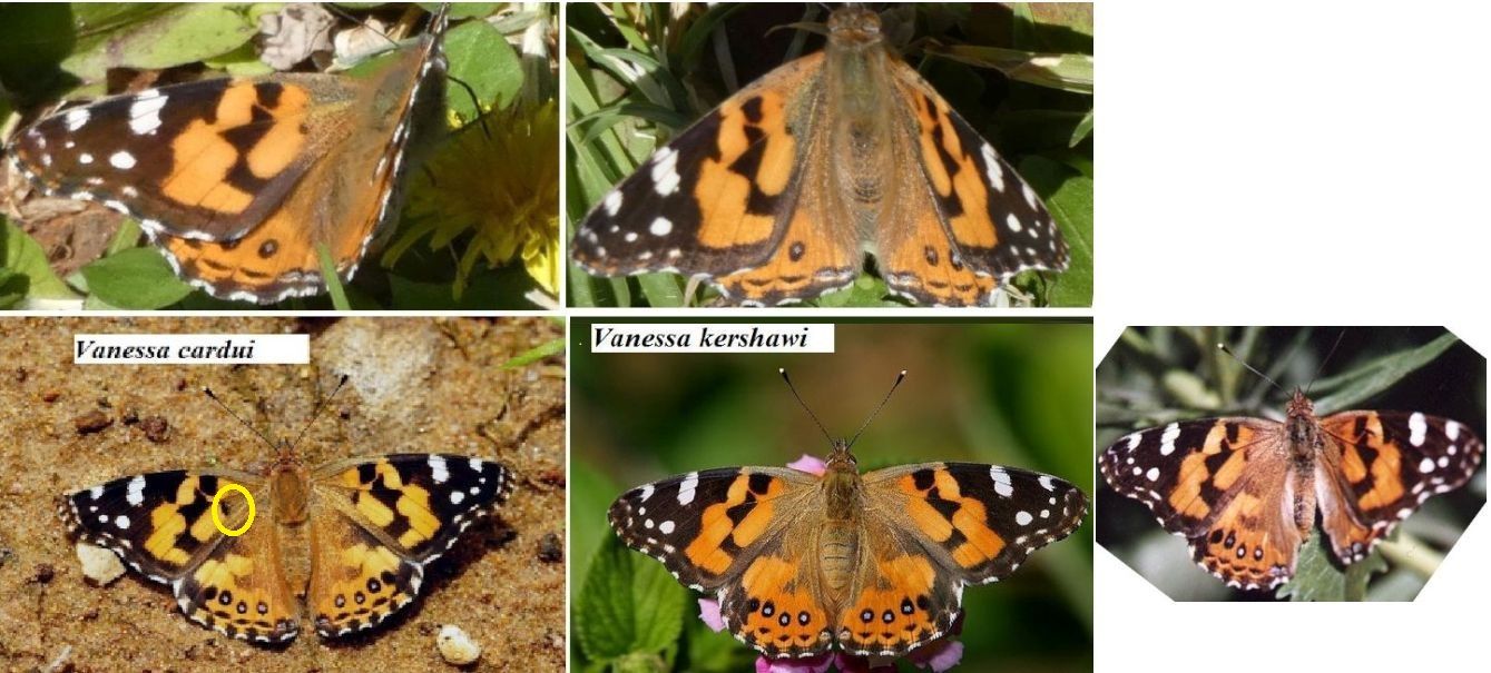 Farfalla australiana:  quale Vanessa ? V. cardui