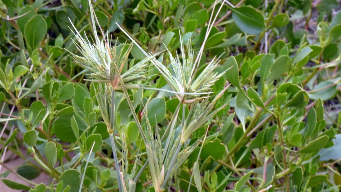 Dall''Australia (WA): Spinifex longifolius (Poaceae)