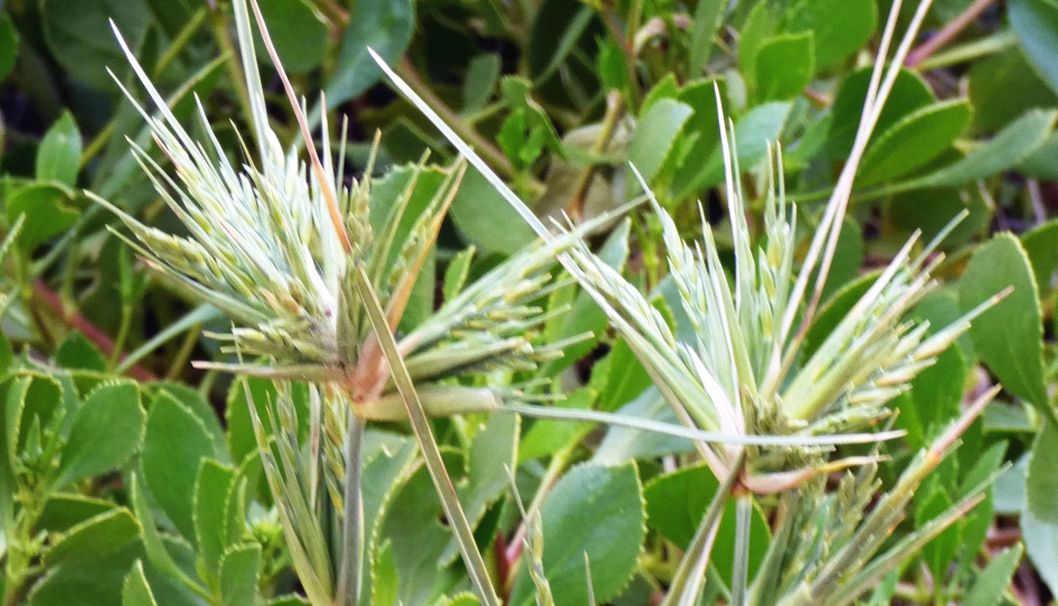 Dall''Australia (WA): Spinifex longifolius (Poaceae)