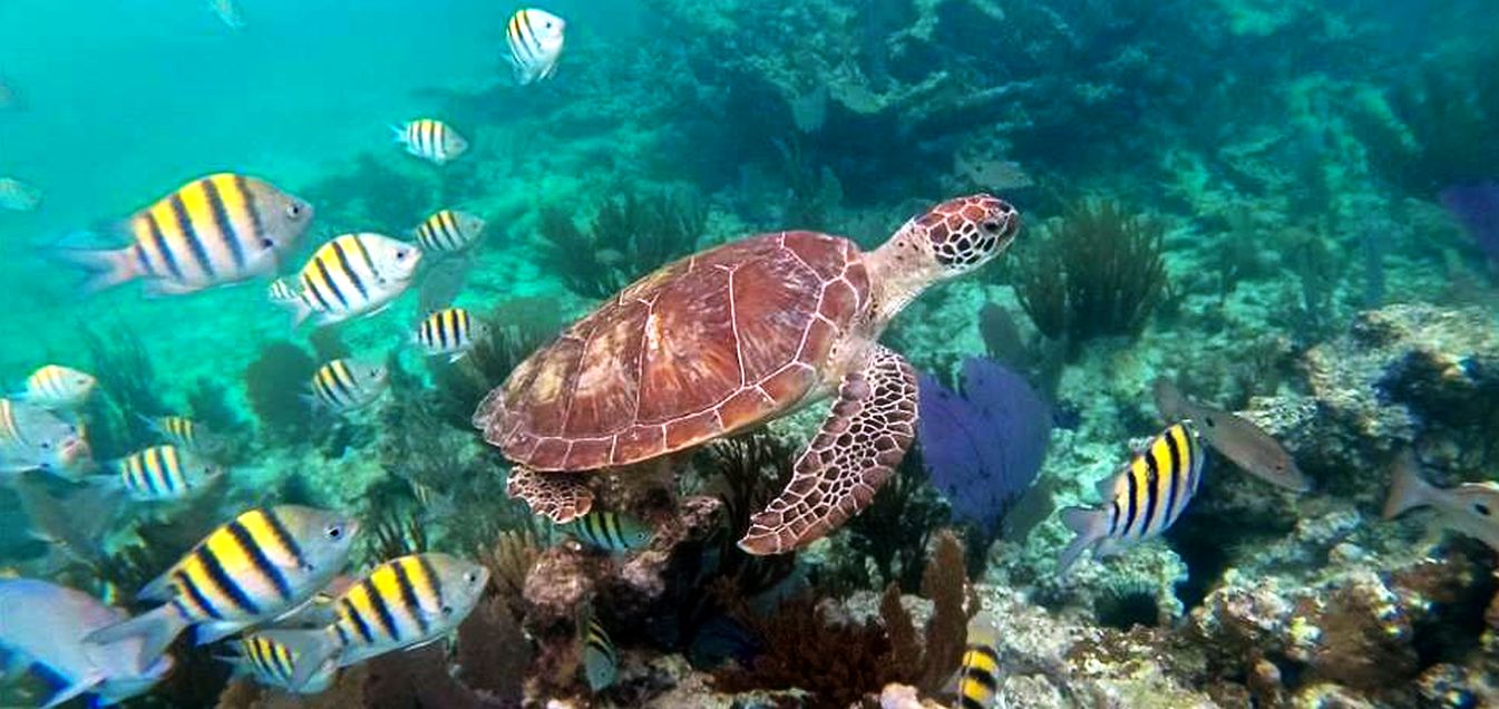 Tartaruga caraibica: Chelonia mydas mydas