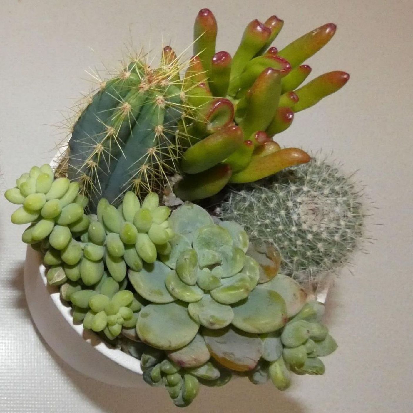 Vasetto di piante succulente
