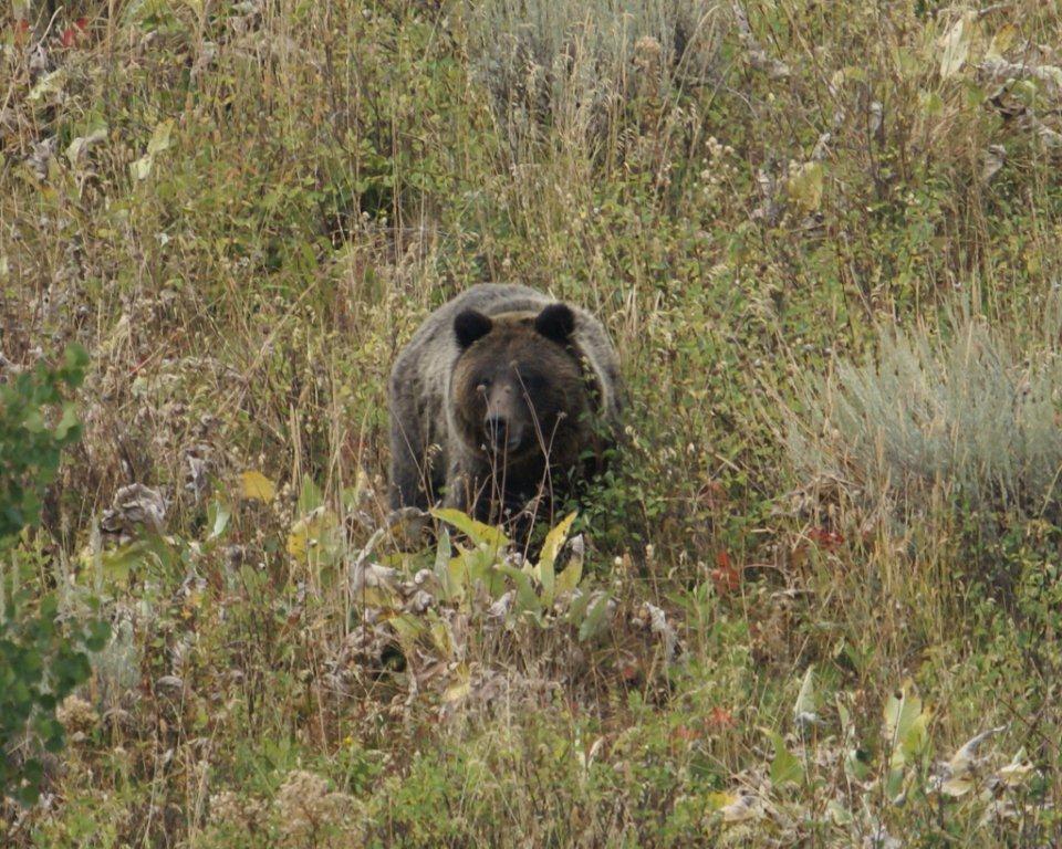 Grizzly - Grand Teton National Park