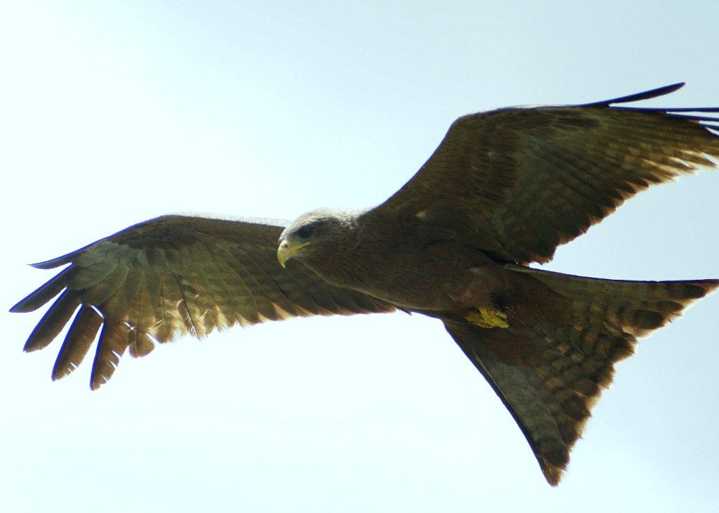 rapace da identificare...